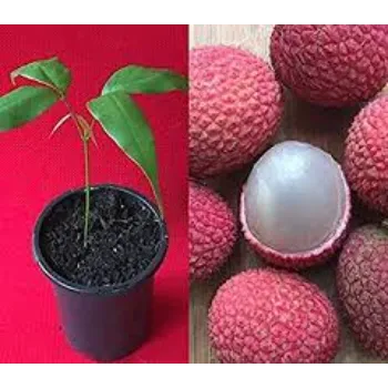 Pure Red Litchi Plant 